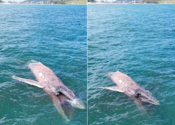 Baleia-jubarte é encontrada morta boiando no mar de Arraial do Cabo