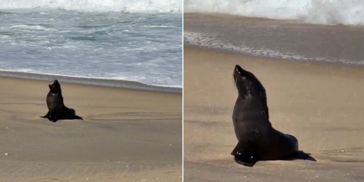 VÍDEO: Lobo-marinho faz parada para descansar em praia de Maricá